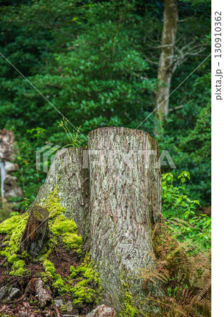 大津市北小松の山林風景　滋賀県 130910362