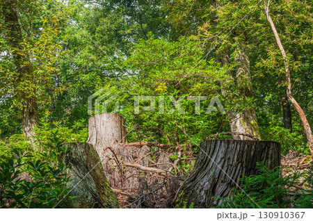 大津市北小松の山林風景 滋賀県 大津市北小松の山林風景 滋賀県 130910367