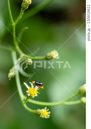 ウリ科植物に被害をもたらすクロウリハムシ 130910621