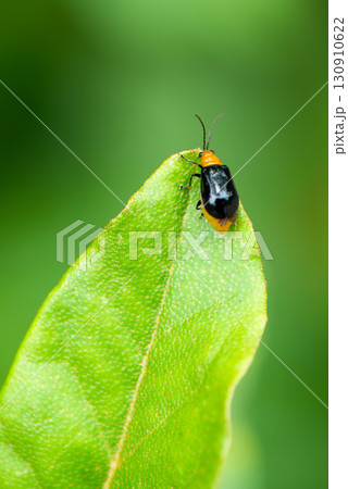 葉の先にとまるクロウリハムシ 130910622