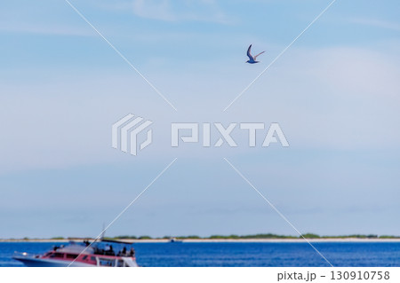 沖を飛ぶアジサシと並走している。沖縄県島尻郡慶良間諸島-2025/6/27 クイーンざまみ3号に乗船 沖を飛ぶアジサシと並走している。沖縄県島尻郡慶良間諸島-2025/6/27 クイーンざまみ3号に乗船 130910758