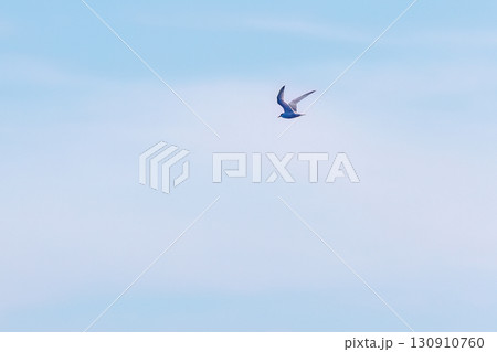 沖を飛ぶアジサシと並走している。沖縄県島尻郡慶良間諸島-2025/6/27 クイーンざまみ3号に乗船 130910760