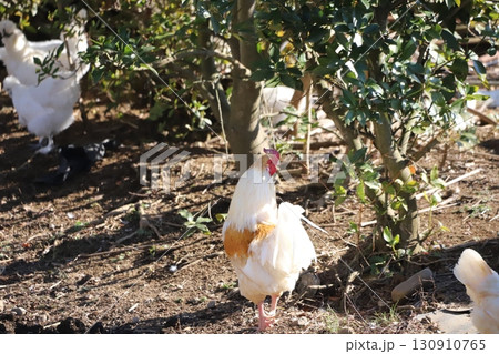 歩き回っている鶏 歩き回っている鶏 130910765