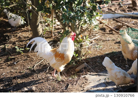 歩き回っている鶏 130910766