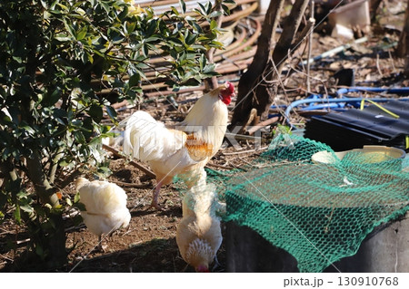 歩き回っている鶏 130910768