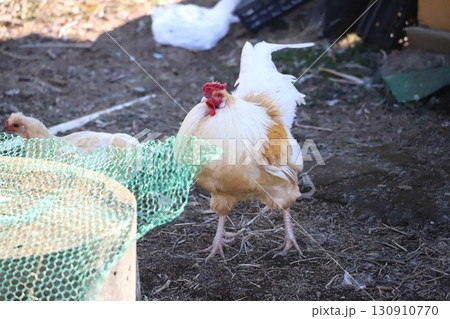 歩き回っている鶏 130910770