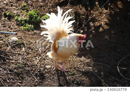 歩き回っている鶏 130910779