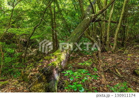 森の中の倒木　滋賀県大津市北小松 130911174
