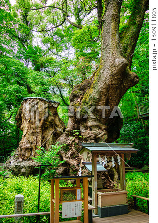 熱海市 來宮神社 (きのみやじんじゃ) 大楠 樹齢2千年 国指定天然記念物 熱海市 來宮神社 (きのみやじんじゃ) 大楠 樹齢2千年 国指定天然記念物 130911805