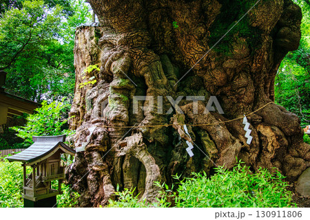 熱海市 來宮神社 (きのみやじんじゃ) 大楠 樹齢2千年 国指定天然記念物 熱海市 來宮神社 (きのみやじんじゃ) 大楠 樹齢2千年 国指定天然記念物 130911806