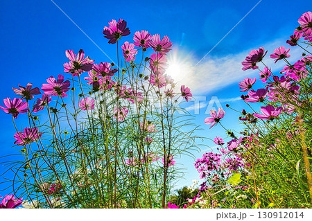 愛知県一宮市にある138タワーパークでは、秋になるとカラフルなコスモで彩られます 130912014