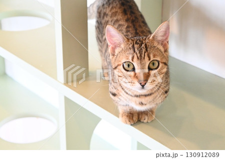 1人旅行で沖縄に行ったときに出会った猫 130912089