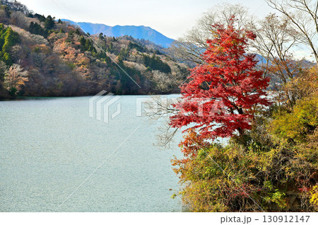 神奈川県清川村　秋の宮ヶ瀬湖　紅葉と湖と山地 130912147