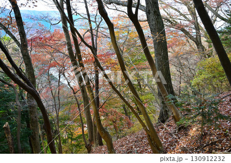 丹沢の仏果山 宮ヶ瀬越コース 紅葉の森 丹沢の仏果山 宮ヶ瀬越コース 紅葉の森 130912232
