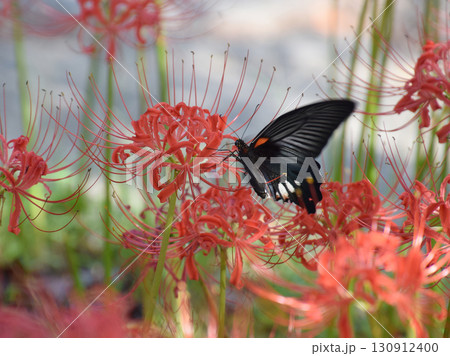 Black swallowtail butterfly / 秋の彼岸花に揺れるクロアゲハ蝶 Black swallowtail butterfly / 秋の彼岸花に揺れるクロアゲハ蝶 130912400