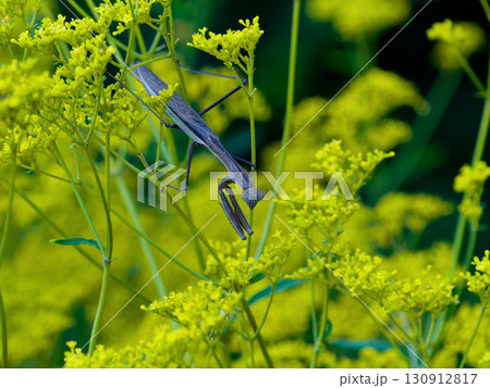 オミナエシの花で獲物を待つオオカマキリ♀褐色型 130912817