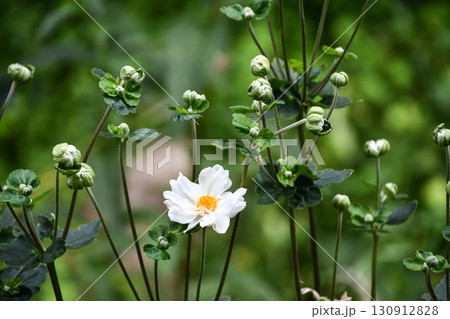シュウメイギク Japanese anemone シュウメイギク Japanese anemone 130912828