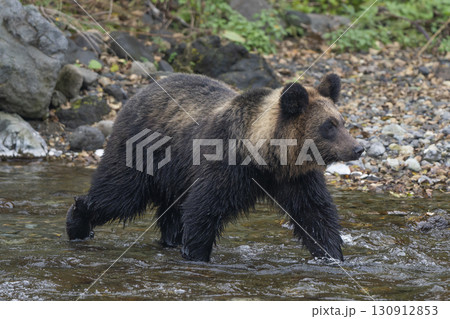 川の中のヒグマ 130912853