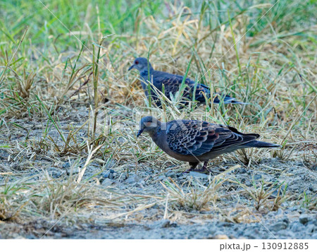 キジバトの採餌 130912885