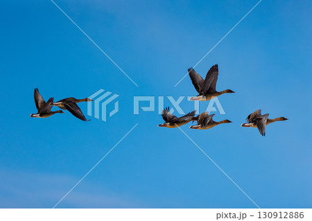 ヒシクイ　群れ飛ぶガン類 130912886