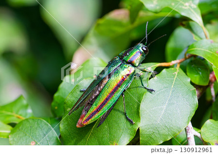 葉に留まるヤマトタマムシ 葉に留まるヤマトタマムシ 130912961