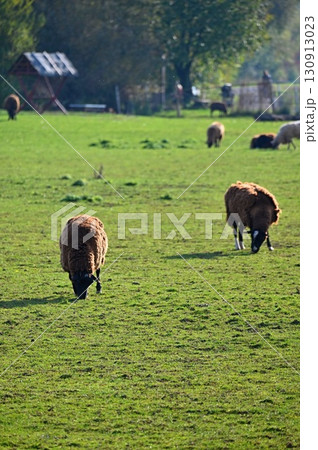 Sheep grazing in the field. Concept for animals and agriculture. 130913023