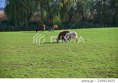 Sheep grazing in the field. Concept for animals and agriculture. 130913025