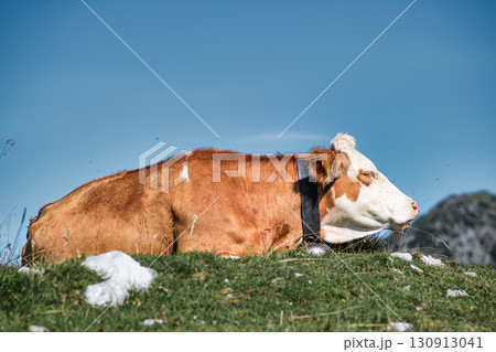 Mountain cow in the sun in the lawn 130913041