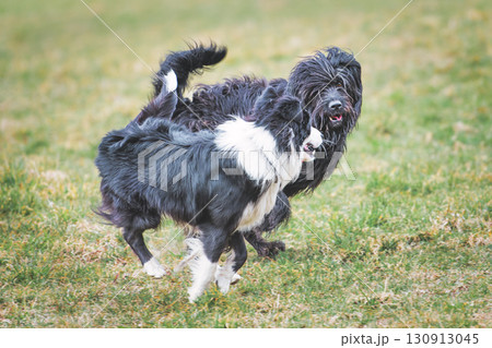 A pair of dogs play in the lawn 130913045