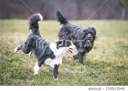 Pair of dogs runs in the meadow 130913046