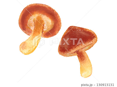 しいたけイラスト mushroom illustration vector 130913131