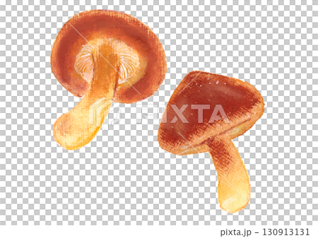 しいたけイラスト mushroom illustration vector 130913131