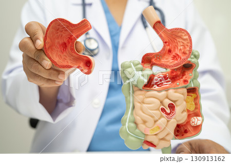 Digestive system with stomach and intestine, Asian doctor holding human anatomy model for study diagnosis and treatment in hospital. 130913162