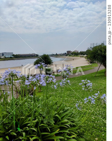ふるさとの浜辺公園に咲くアガパンサス 130913288