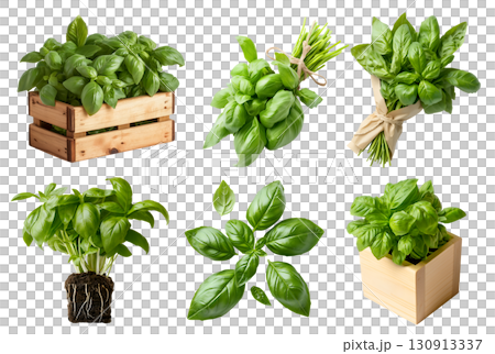 Basil leaf spice plant flavouring remedy herb, many angles view pile stack, wooden crate box, soil planted, bundle paper wrap isolated on transparent cutout, PNG. Mockup template 130913337