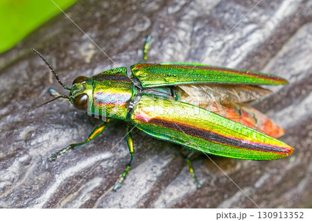 翅を広げるヤマトタマムシ 130913352