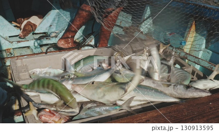 Fisherman unloads his catch of the day, transferring a variety of fresh fish from his fishing net into a crate on his boat, while a dog rests nearby Fisherman unloads his catch of the day, transferring a variety of fresh fish from his fishing net into a crate on his boat, while a dog rests nearby 130913595