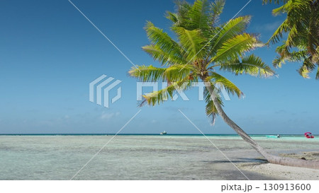 French Polynesia, Rangiroa island: Coconut palm trees leaning over pristine beach with turquoise waters and a blue sky in Rangiroa, French Polynesia. Wild nature travel landscape. Static shot French Polynesia, Rangiroa island: Coconut palm trees leaning over pristine beach with turquoise waters and a blue sky in Rangiroa, French Polynesia. Wild nature travel landscape. Static shot 130913600