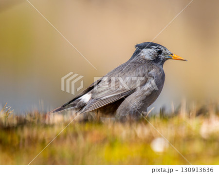 地面を歩くムクドリ 130913636