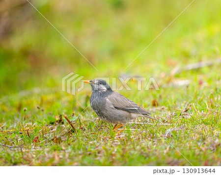 地面を歩くムクドリ 130913644