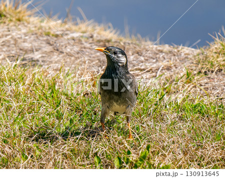 地面を歩くムクドリ 130913645