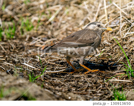 地面を歩くムクドリ 130913650