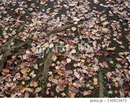 晩秋を迎えた六義園の落葉の風景 130913673