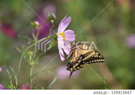 The swallowtail butterfly 秋晴れの草原でコスモスの花に揺れるアゲハチョウ The swallowtail butterfly 秋晴れの草原でコスモスの花に揺れるアゲハチョウ 130913687