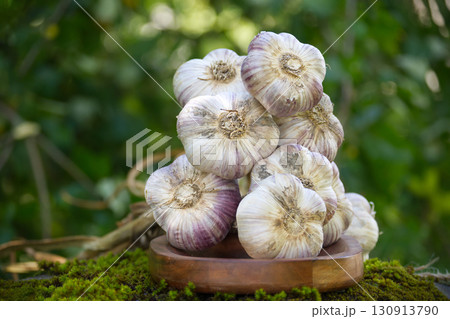 Bunch of fresh garlic bulbs resting on wooden plate and moss 130913790