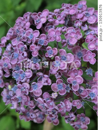 紫陽花 130913976