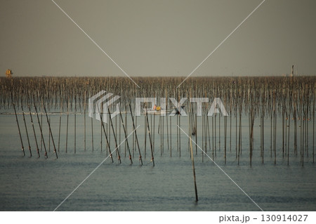 大牟田市 有明海 海苔畑、 大牟田市 有明海 海苔畑、 130914027
