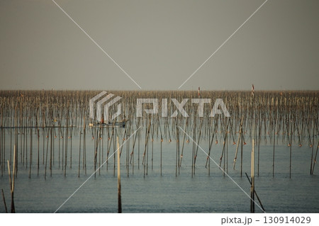 大牟田市 有明海 海苔畑、 大牟田市 有明海 海苔畑、 130914029