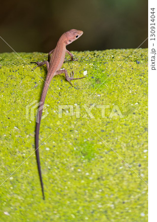 石段を登るニホンカナヘビ 130914044