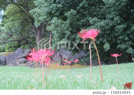 赤い彼岸花と緑の色合いを楽しめる旧芝離宮恩賜庭園 130914045